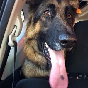 Meet your Posher, Jordan